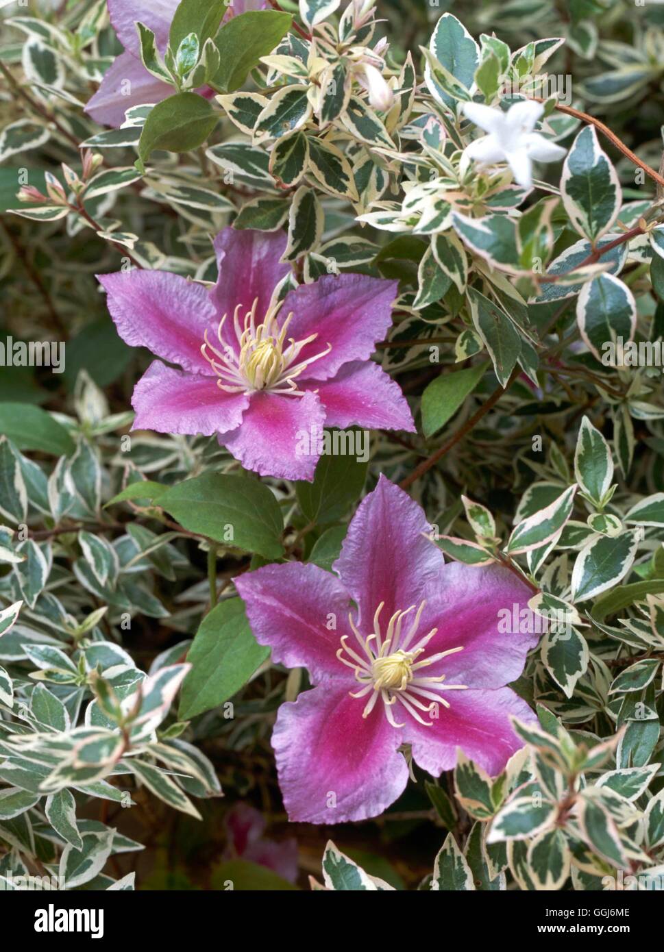 Climbing Gardens - Clematis `Piilu' with Abelia x grandiflora `Confetti'   CLG104521     Photos Hort Stock Photo